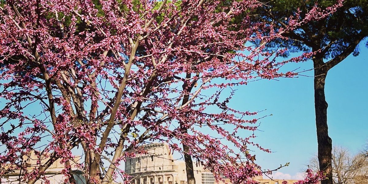 Rom Frühling Judasbäume Judasbaum Forum Romanum Palatin Kolosseum 