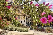 Piazza di Spagna Natale di Roma 2021 azalee capitoline Blumen auf der Spanischen Treppe 